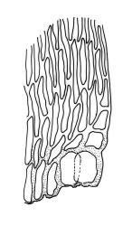Sematophyllum kirkii, alar cells. Drawn from T. Kirk s.n., Jan. 1890, CHR 616204.
 Image: R.C. Wagstaff © Landcare Research 2016 